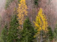 Leuchtende Lärchen am Lödensee nahe Ruhpolding